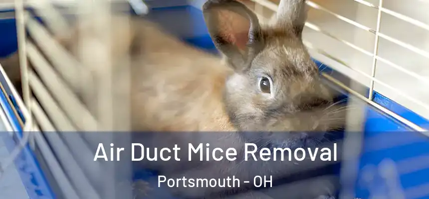  Air Duct Mice Removal Portsmouth - OH